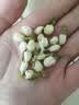玉滋堂特级茉莉花茶花苞茶叶新花干花蕾花草茶养生茶3罐装 实拍图