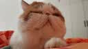 美士全护双拼冻干成猫猫粮全价 1.5kg*4肠道健康 实拍图