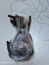 玫瑰花苗老桩绿植物盆栽月季蔷薇老根室内外阳台庭院特大花卉四季 47青云（老桩苗四季开花） 实拍图