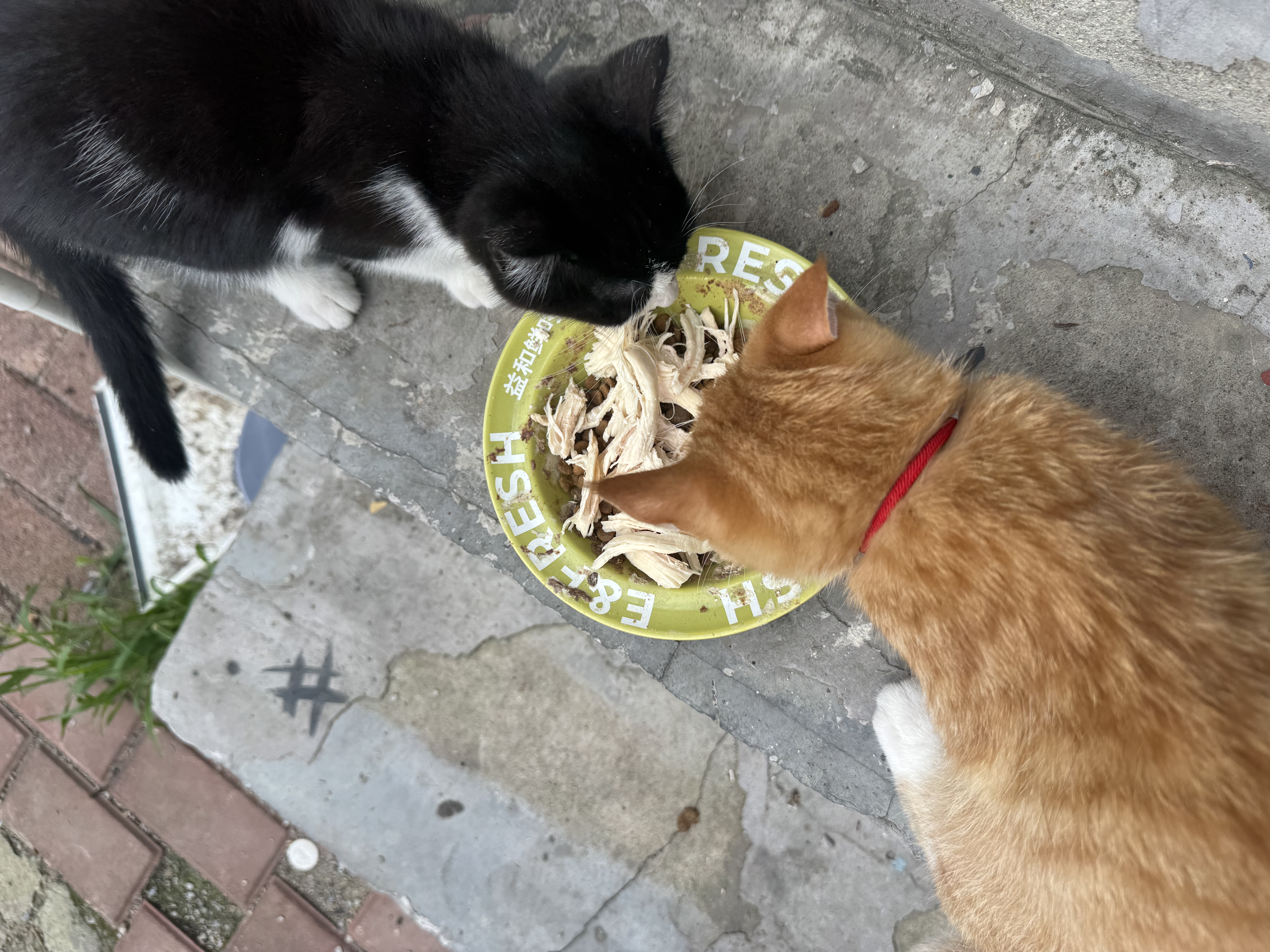 路斯冻干猫粮全价成猫幼猫粮双拼鸡肉冻干宠物猫咪天然粮 冻干双拼猫粮2kg 实拍图