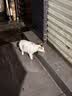 妙多乐猫粮成猫10kg 全价猫粮均衡营养大蓝袋 实拍图