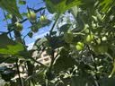 爱丽思（IRIS）Deepot深型花盆大号口径家用树脂塑料加仑月季绣球龟背竹专用植物 12号 浅绿色 (口径39.8cm)约29L 实拍图