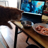 多特思羊奶系列猫草主食罐头奶炖6罐湿粮成幼猫慕斯化毛罐头温补排毛 实拍图