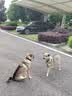 藻趣儿 狗粮 通用全价犬粮小中大型犬泰迪柯基金毛拉布拉多 【新升级蛋黄双拼】成犬粮40斤装 实拍图