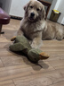 麦富迪狗粮 藻趣儿狗粮成犬粮牛肉螺旋藻 均衡营养15kg/30斤 实拍图