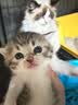 KINGJERRY金吉瑞幼猫专用粮1-12月幼猫奶糕猫粮牛初乳益生元蛋黄猫粮1.25kg 幼猫专用粮30包共15斤 实拍图