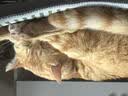 自然光环Halo猫粮成猫 美国进口 纯鲜肉 美毛护肤成猫粮鸡肉味6磅/2.72kg 实拍图
