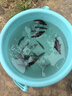 鳜鱼苗桂花鱼苗淡水养殖食用翘嘴鳜大眼鳜斑鳜鱼肉食活体红纹鳜鱼 鳜鱼苗7-9厘米20条送10%防损 晒单实拍图