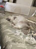 普安特宠物狗狗猫咪滴眼液眼药水洗眼液狗狗泪痕眼屎多金银花洁眼液 金银花洗眼液 60ml*1瓶 实拍图