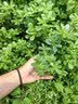 蒂佳婷（Dr.Jart）【ZO&FRIENDS联名】蓝绿丸2.0补水面膜25片院线水光修护生日礼物 实拍图