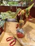 竹节海棠花卉盆栽大叶斑点易活四季阳台观叶秋海棠木本绿植物好养 3年苗25-30高【原盆发货】 实拍图