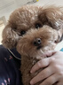 皇家狗粮幼犬奶糕幼犬狗粮宠物小型犬MIS30全价犬粮 ≤2月10KG 实拍图