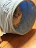ZEZE猫隧道猫床猫咪通道四季通用可拆洗幼猫玩具宠物猫咪用品 实拍图
