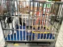 爪墅可折叠不锈钢狗笼子小型中型大型犬带厕所狗笼金毛边牧宠物笼子 【组装款】78*53*67【适合泰迪-无小门-赠托盘】 实拍图
