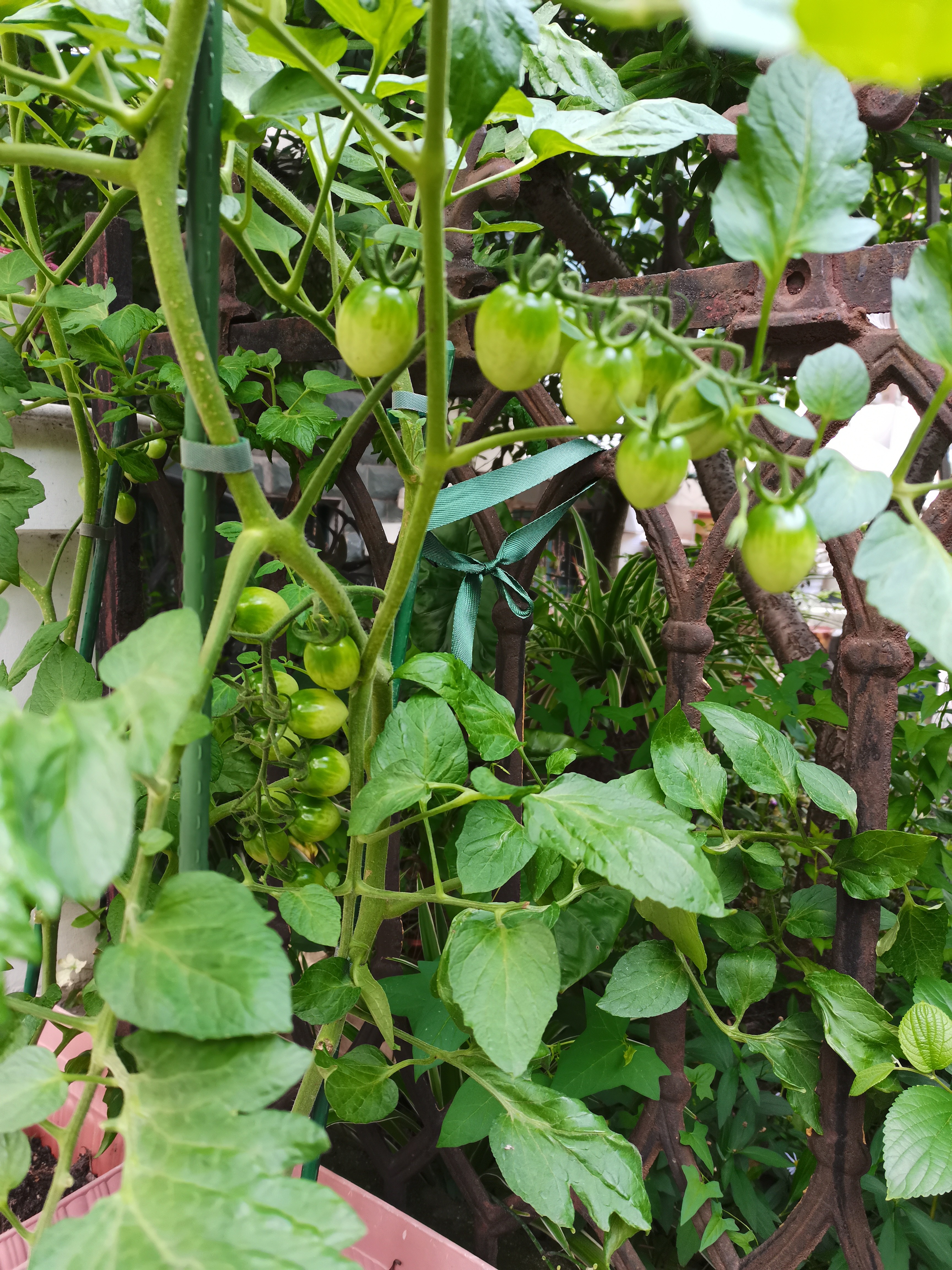 墨一【送货上门】爬藤架葡萄黄瓜豆角架种菜花支架庭院园艺花卉支撑杆 粗11mm长180cm10支 特大 实拍图