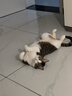 网易严选全价冻干双拼猫粮3.0成猫幼猫干粮鲜鸡肉7.2kg【囤货装】宠物金选 实拍图