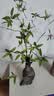 京东鲜花仿真绿植石榴枝2支乔迁客厅装饰插花仿生植物花艺高级感摆件 实拍图