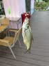 达亿瓦（DAIWA） 新款 PE线 8编大马力线 路亚主线筏钓线海钓线日本进口鱼线 鱼线 【24新款】彩色150米 1.2号 实拍图