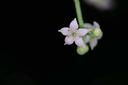 老蛙（LAOWA）老蛙100mm F2.8 2倍放大全画幅微距镜头 百微花卉昆虫口腔牙科人像E口 官方标配【含赠品】 索尼FE卡口 实拍图