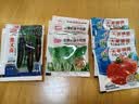 奶油快菜种子20天成熟耐热耐高温四季速生高产小白菜种子蔬菜种子 正品奶油白菜约1200粒1包+肥 实拍图