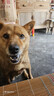 飞利浦（PHILIPS）E588L老年机4G全网通老人手机超长待机大声音大字体按键大屏老年人专用机学生直板备用功能 绚丽红 实拍图
