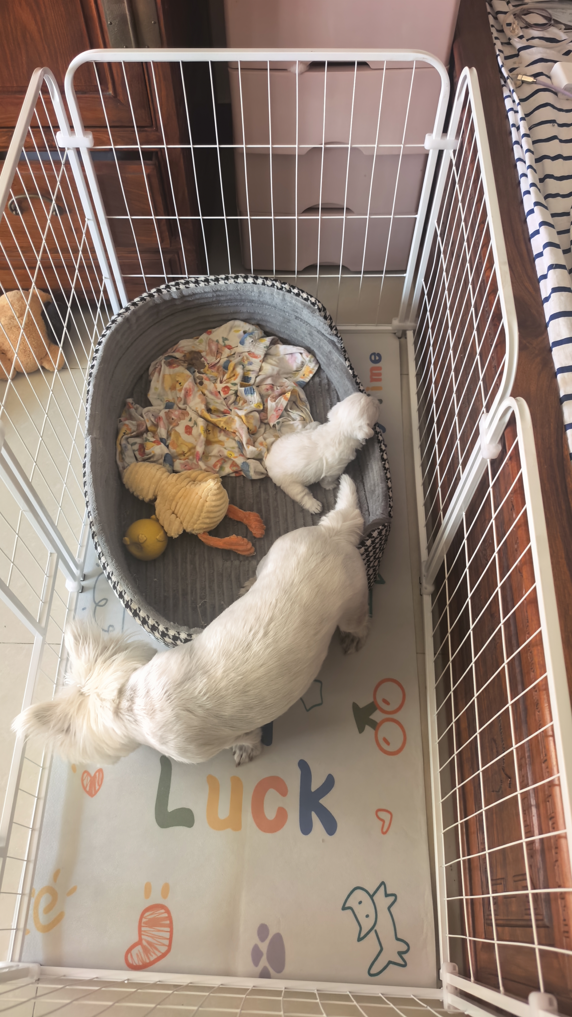 疯狂的主人pvc地垫宠物猫咪餐垫子大号狗笼垫防水防尿养狗专用围栏地毯防滑 实拍图