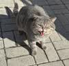 佳乐滋原装进口银勺浓汤猫罐头猫湿粮猫零食金枪鱼鲣鱼鸡肉70g*24罐 实拍图