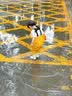 中洲美凯（zhongzhoumeikai）儿童雨衣雨鞋套装下水裤连体赶海装备涉水裤幼儿园户外防水玩水裤 实拍图