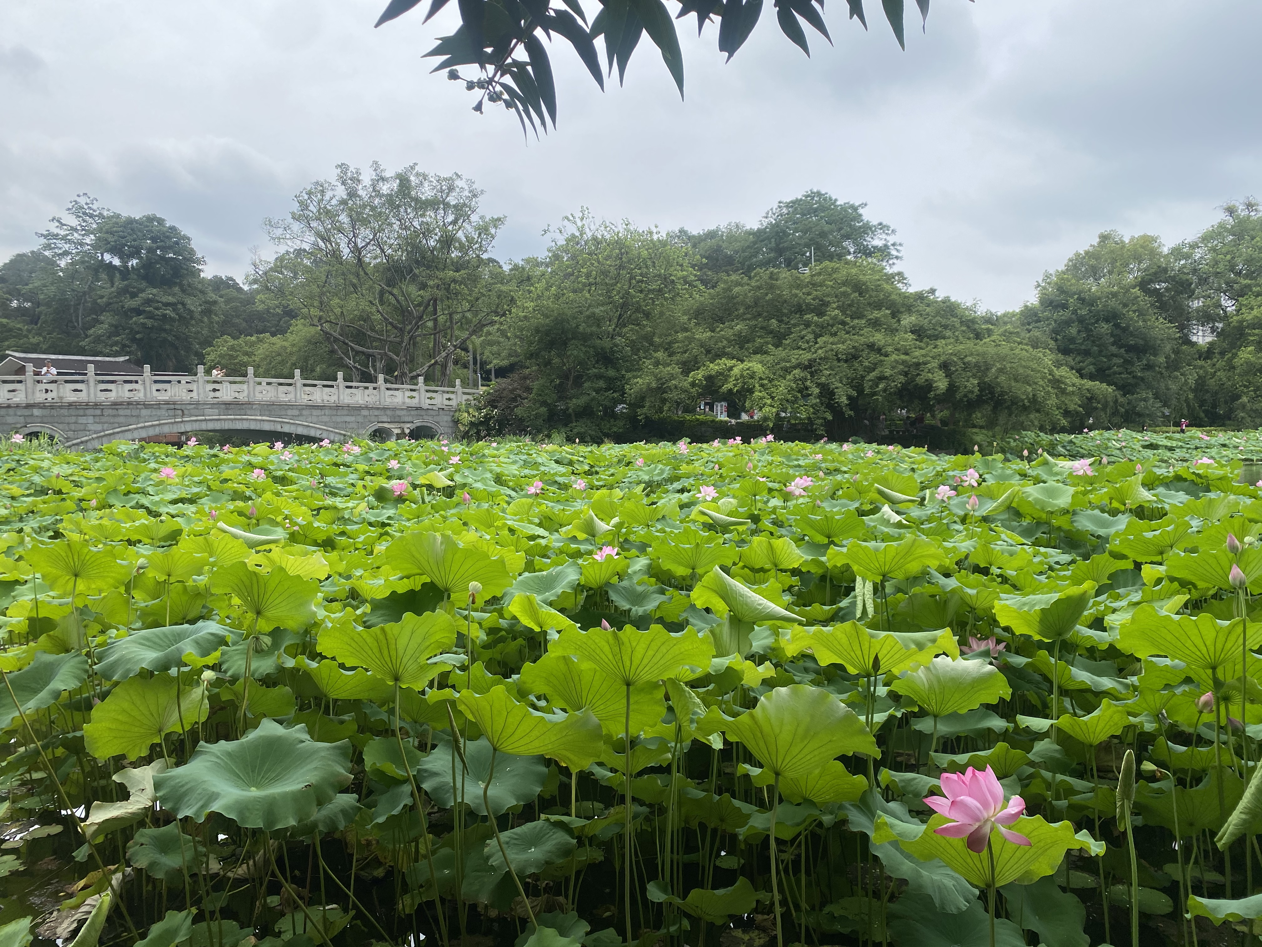 MAILE KIDAI仿生智能机器人ai人工智能儿童玩具感应6-12岁男孩互动生日礼物 实拍图