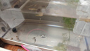疯狂水草小型鱼缸壁挂过滤器C1净水静音循环泵三合一增氧泵吸粪 实拍图