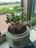 IAM City Farmer牵牛花种植盆栽小学生科学趣味diy科学手工实验植物观察窗10034 实拍图
