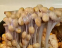 川秀纳豆菌3g*5包家用自制纳豆发酵菌粉 纳豆发酵剂小包装 实拍图