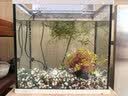悠梵萌鱼缸底砂造景石五彩石溪流石水族箱龟缸多肉盆栽装饰石子5斤6-9mm 实拍图