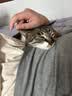 佩玛思特PetMaster深海鱼系列猫粮成猫去毛球猫粮10kg【囤货装】 实拍图