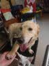 HELLOJOY狗狗厕所大中小型犬专用尿盆宠物防踩屎定点上厕所神器便盆托盘 实拍图