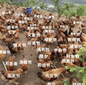 李锦记（LEE KUM KEE）特级老抽500ml 酿造酱油厨房调味红烧提鲜上色家用 港货 塑料瓶装500ml 实拍图