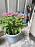 九千谷植物支撑架园艺花架阳台花园绣球月季爬藤 半圆20*35CM 3对装6393 实拍图