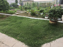 TOMSPOWER电动割草机手推式小型家用草坪修剪机托马斯园林大功率打除草神器 2100W割草功率+3把刀片(无延长线) 实拍图