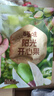 百草味开心果盐焗味100g 每日坚果干果休闲零食特产新老包装随机发 实拍图