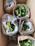 长寿花盆栽重瓣大花带花苞花苗四季室内开花好养的花卉植物 1.米橙(带花苞)送肥料 不含盆 实拍图
