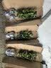 御卉阁茶花盆栽带花苞四季开花室内阳台好养浓香型山茶花树苗花卉绿植 五色赤丹(强力推荐) 4年苗【当年开花】 实拍图