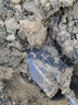 寿禾 铁锹园艺户外铲雪加厚挖土种菜种树园林农具 尖头园艺木把小铁锹 实拍图