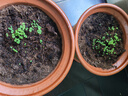 四季食用紫苏种子薄荷种子细叶苦苣种子家庭四季阳台种植盆栽驱蚊 驱蚊食用薄荷家庭种约1000粒1包 实拍图