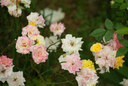 永诺YN50F1.8S DF索尼口全画幅自动定焦镜头 适用于A7M3 A7M4 ZVE10等微单相机 白壳新品 实拍图