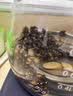 同仁堂品牌 北京同仁堂猫爪草55g大猫爪结果节消散可搭蒲公英夏枯草 实拍图