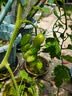 墨一【送货上门】爬藤架葡萄黄瓜豆角架种菜花支架庭院园艺花卉支撑杆 粗11mm长180cm10支 特大 实拍图