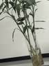 吕姆克花瓶摆件大号高款透明醒花桶客厅花瓶插花仿真七夕竹子鲜花器7695 实拍图