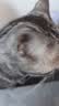 BOTH 羊奶鱼油 猫布丁 猫湿粮 幼猫成猫 猫奶酪 50粒(1大桶） 实拍图