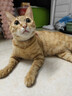 PETSTAR猫咪牵引绳 工字背心胸背带防挣脱外出可调节遛猫绳子 实拍图