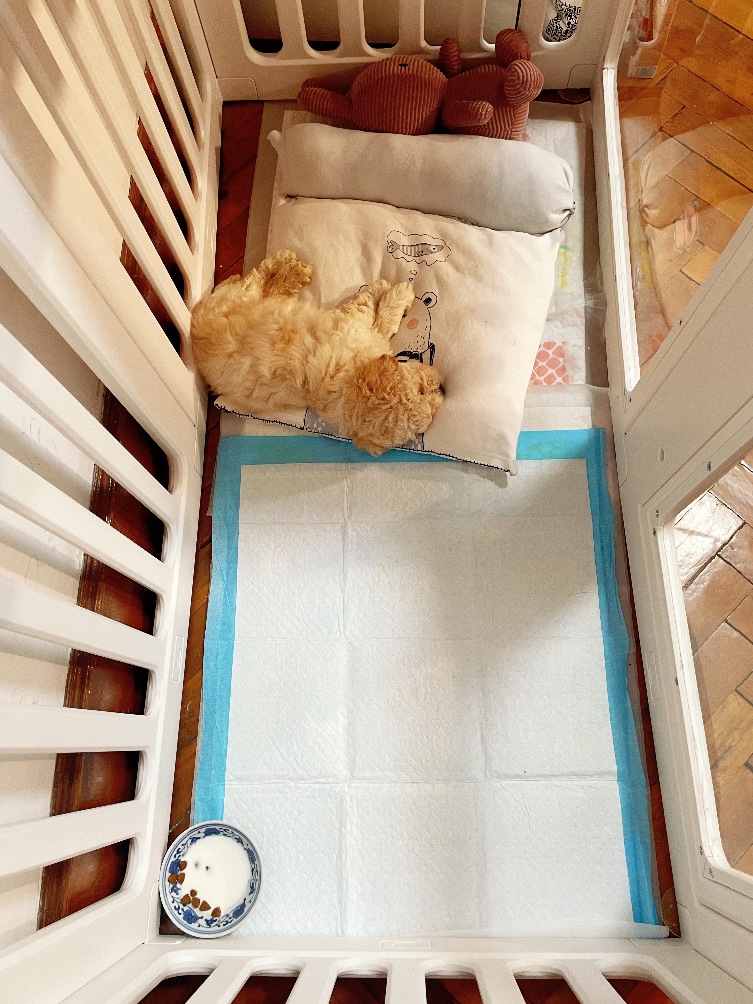 贝初众狗狗围栏室内宠物围栏狗笼子狗栅栏狗笼小中大型犬猫围栏狗笼折叠 全景款-100*50*60cm【4片+1透片+1透门】 加重带吸盘 防推倒 简约大气 实拍图